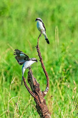 Gray-backed Fiscal Shrike Pair