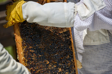 Beekeepers in costumes collect bee honey from evidence. High quality photo