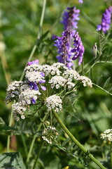 flowers on the meadow