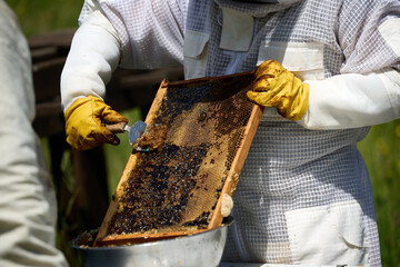 Beekeepers in costumes collect bee honey from evidence. High quality photo