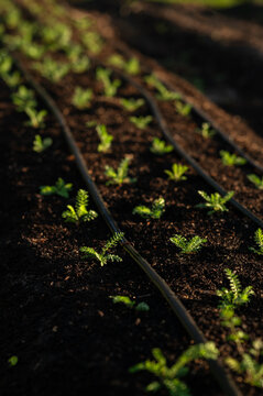 Rows of planted seedlings with irrigation hose