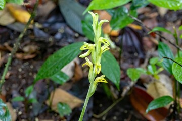 Fototapeta premium The orchid species Sarcoglottis acaulis