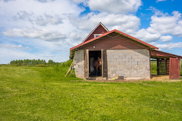 Obraz premium Brown horse in stable