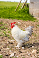 White rooster running in the countryside