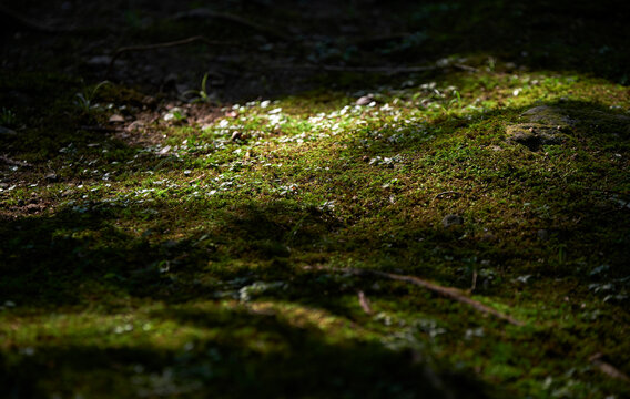 Closeup of mottled green moss field in primeval forest