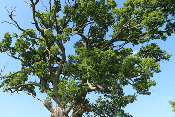 Tree branches in the summertime