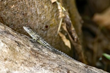 Female emerald swift, Sceloporus malachiticus