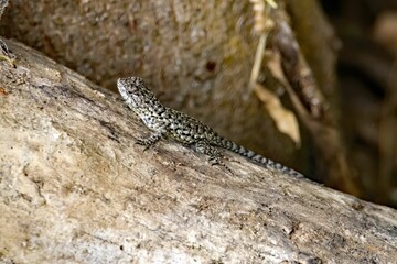 Female emerald swift, Sceloporus malachiticus