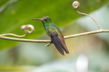 Rufous-tailed hummingbird, Amazilia tzacatl