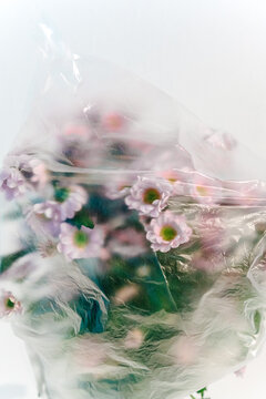 Flowers shrouded in translucent plastic