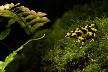 panama rana