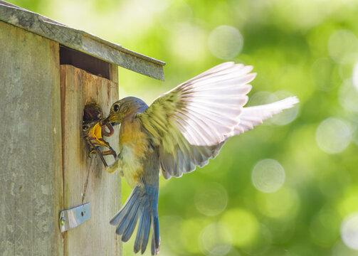 Eastern Bluebird,Sialia sialis, feeding its chick a worm while holding its beak open with foot claw.