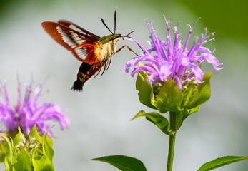 Hummingbird clearwing moth gathering nectar from a bee balm flower