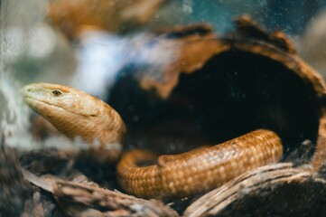 Close-up of a legless lizard in a natural habitat, partially hidden in a log