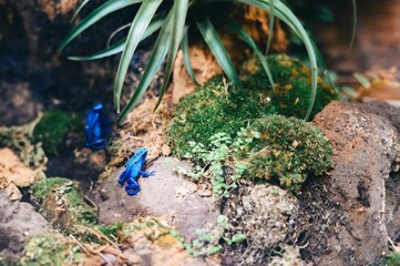 Two vibrant blue poison dart frogs on a mossy rock in a tropical habitat.