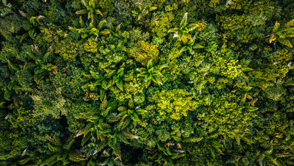 Açaí Floresta Açaizeiro Rio Amazonas Amazônia Mangue Ilha Marajó Salvaterra Biodiversidade Fauna Flora Natureza Ecoturismo Paisagem Rural Comunidade Indígena Vegetação Costeira Navegação Barcos Balsa