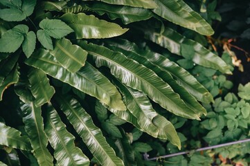 Fototapeta premium Close-up of lush green tropical leaves with a variety of textures and shapes