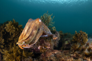 Australian Giant Cuttlefish