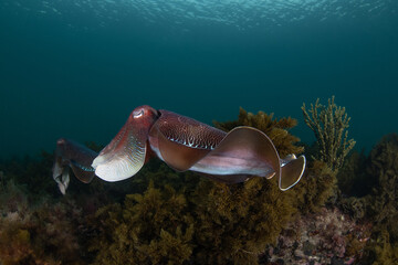 Australian Giant Cuttlefish