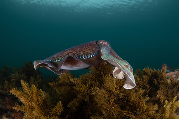 Australian Giant Cuttlefish
