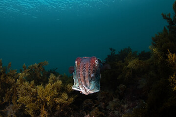 Australian Giant Cuttlefish