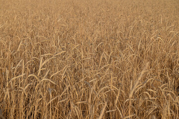 Spikes of wheat in the field.