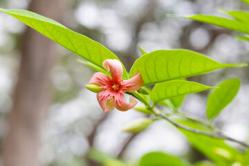 Obraz premium Wrightia hybrid flower with green leaves