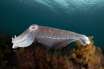 Australian Giant Cuttlefish