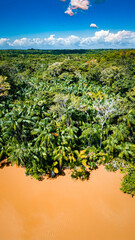 Açaí Floresta Açaizeiro Rio Amazônia Mangue Ilha Marajó Salvaterra Biodiversidade Fauna Flora...