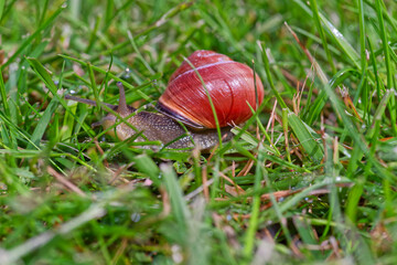 A red snail is slowly crawling on the grass, captured beautifully in wildlife photography