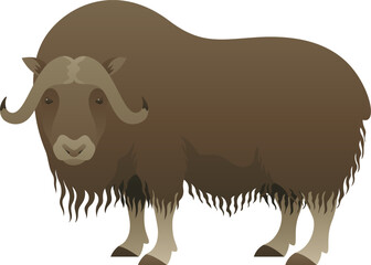 Musk ox with horns realistic vector illustration. Muskox color graphic isolated on white background. Hoofed mammal and Arctic animal.