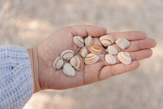 Hand holding a collection of shells
