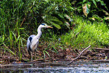 Grey Heron, Ardea cinerea, hunting in the lake. Closeup. Highlands, Scotland