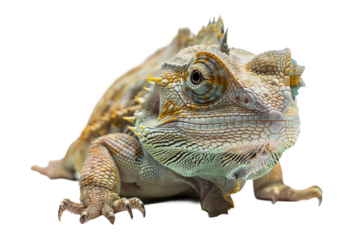 Lizard with Intricate Scales