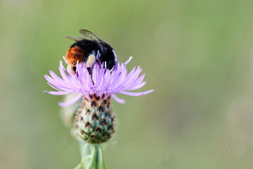 Close-up of a bee on a purple flower with a soft, blurred background