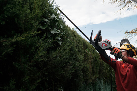 gardener pruning hedges
