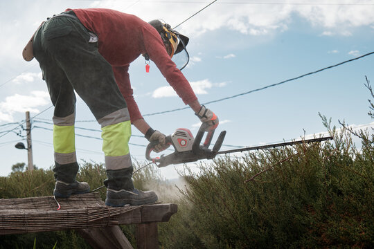 gardener pruning hedges