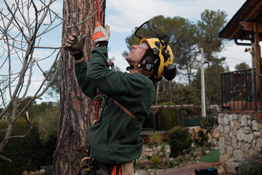 height pruning professional climbing a tree