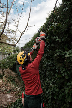 gardener pruning hedges