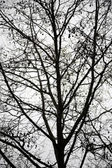 A stark winter scene featuring the intricate silhouettes of bare tree branches against a cloudy sky. Abstract image made with the silhouettes of the branches of bare trees.