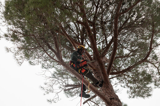 height pruning professional working in tree