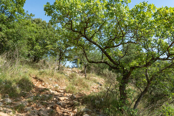 un chemin au milieu de la garrigue du sud de la France