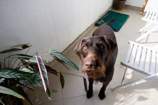 German wirehaired pointer