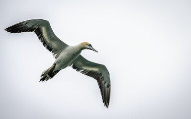 Northern gannet at Bempton Cliffs in flight