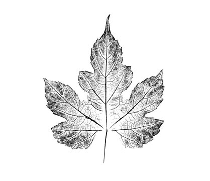 Black and white ink stamp imprint of a leaf or plant with organic texture. Isolated leaf print for floral art or pattern