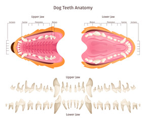Dog teeth anatomy. Canine tooth anatomic scheme veterinary education, puppy animal mouth dogs dentition jaw construction dental infographic, swanky illustration
