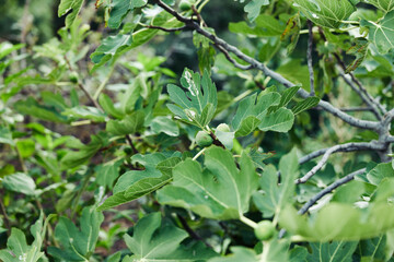 Lush fig tree branches filled with green fruit and vibrant leaves in close up view