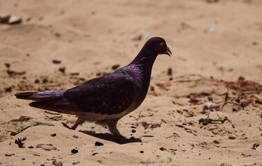 pigeon on the sand