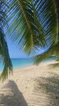 palm trees on the beach
