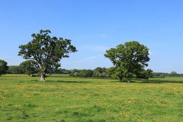 Summertime oak tree in the UK